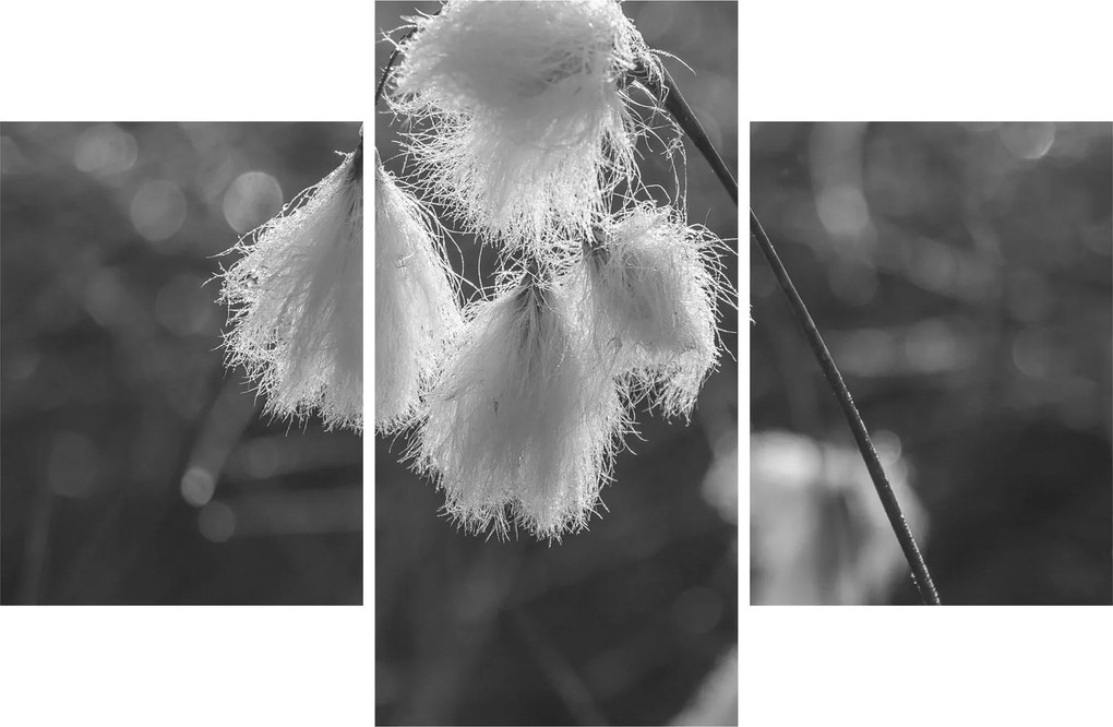 Kép - Cottongrass (90x60 cm)