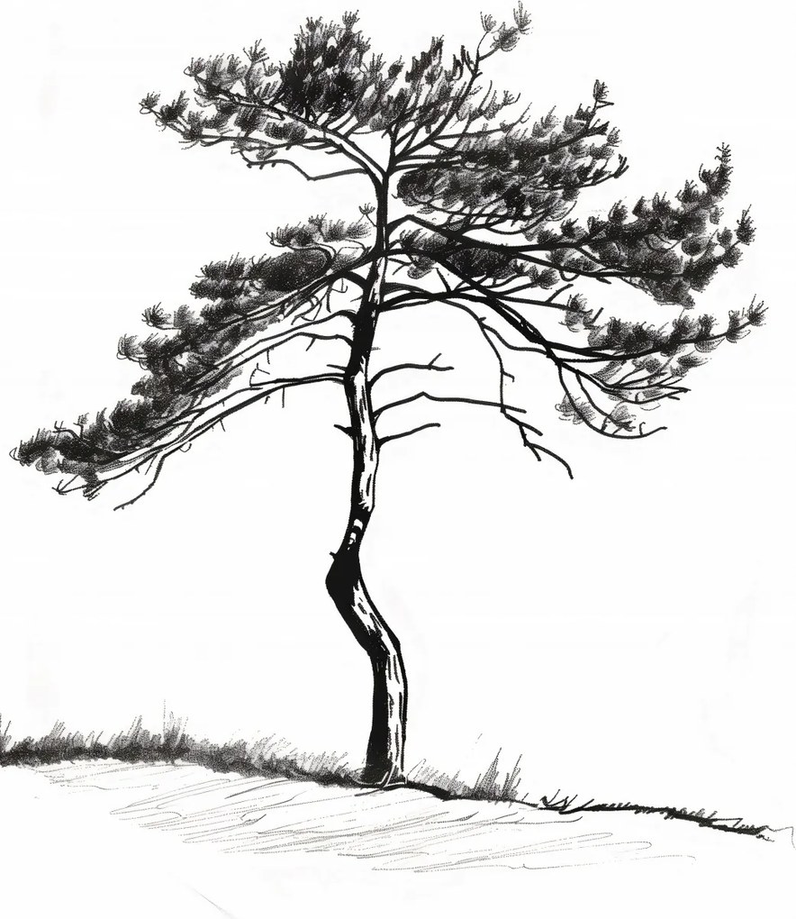 Poszter 53x81cm Magányos fenyő