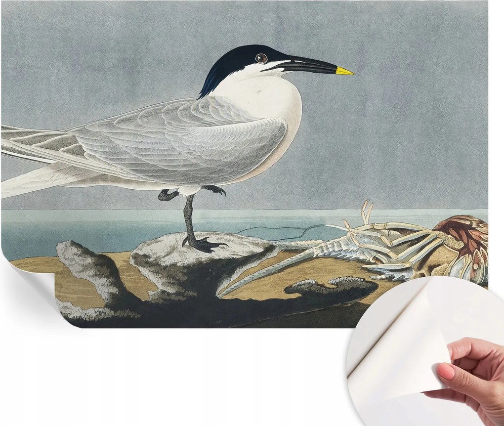 Dekoratív fotótapéta Öntapadós Ornitológiai elegancia 104x70 cm