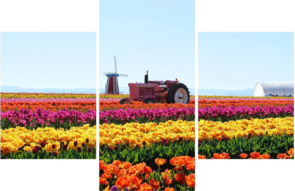 Tulipánfarm képe (90x60 cm)