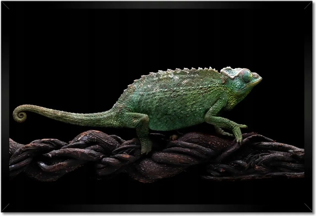 Poszter keretben 60x40 Hosszú zöld kaméleon