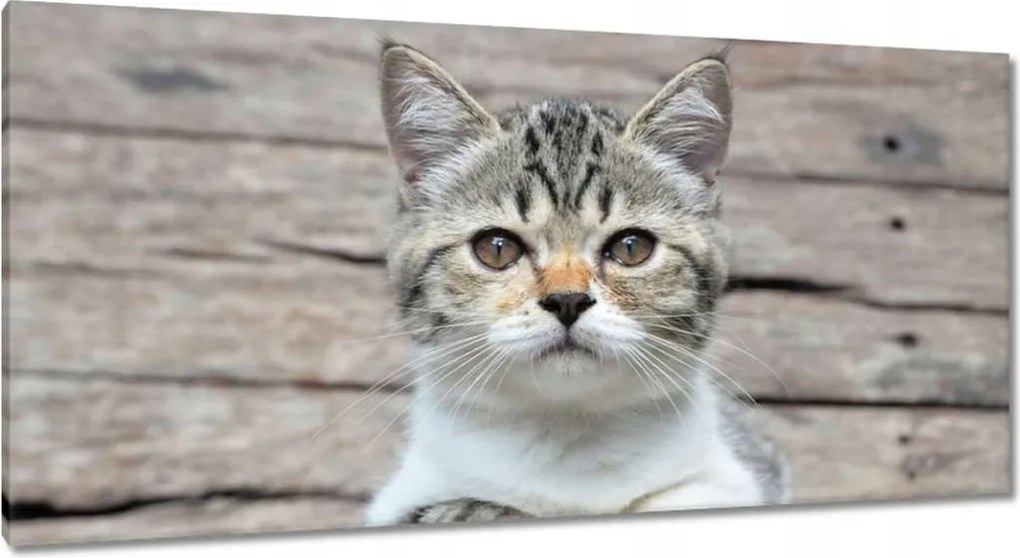 Vászonkép 115x55 Cica