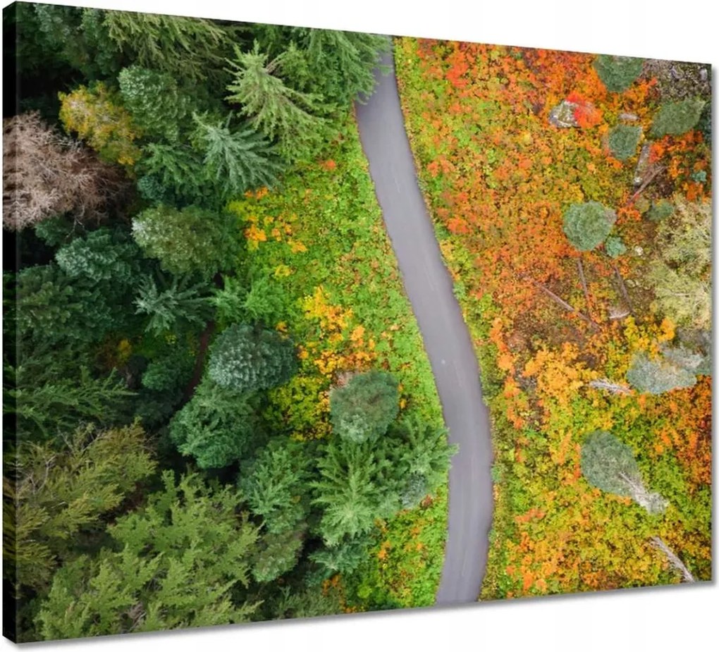 Vászonkép 50x40 Út Erdő Ősz