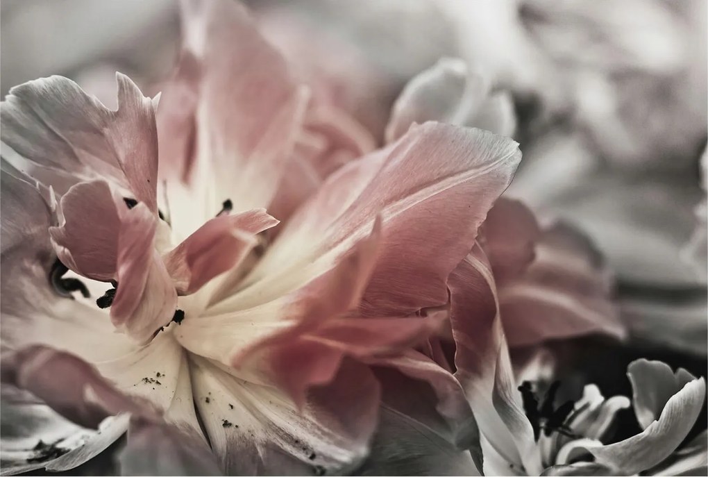 Divatos Flizelin Tapéta Ragasztóval Fali 3D Pasztell virág 104x70 Ragasztó