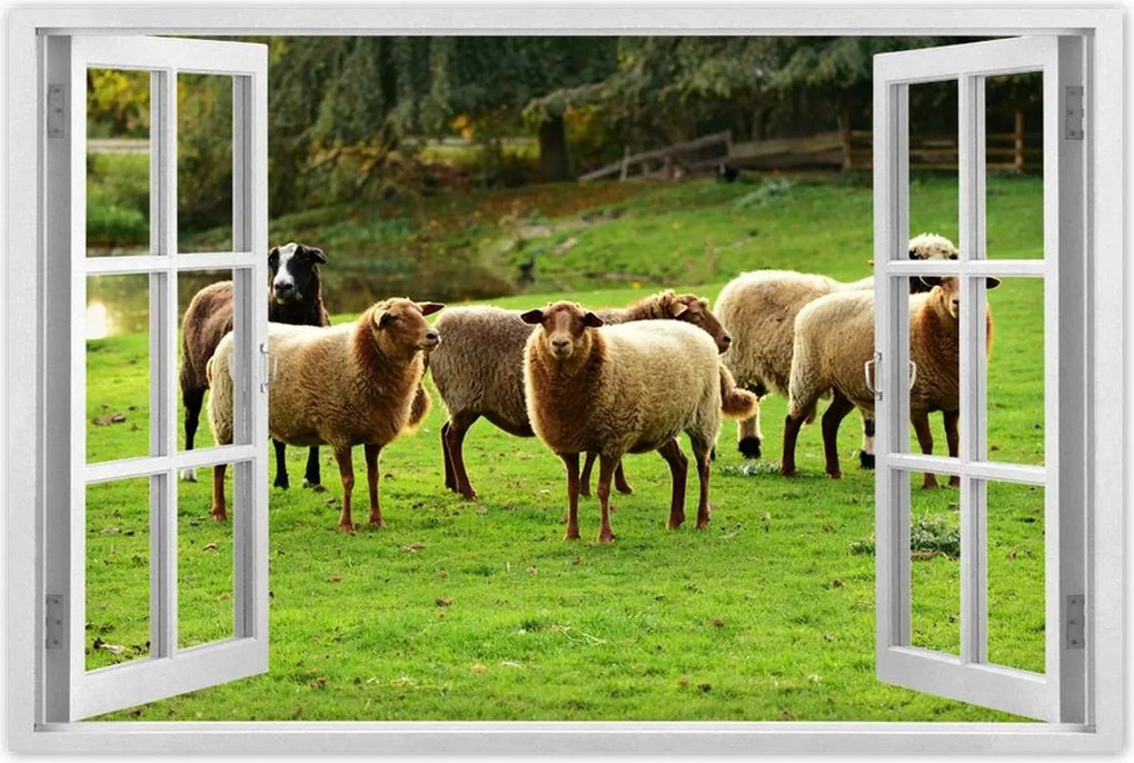 Poszterek 60x40 Juh legeltetés Bárányok