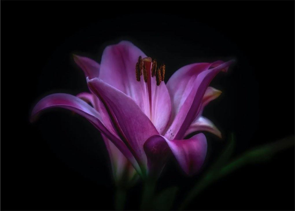 A liliom képe (70x50 cm)