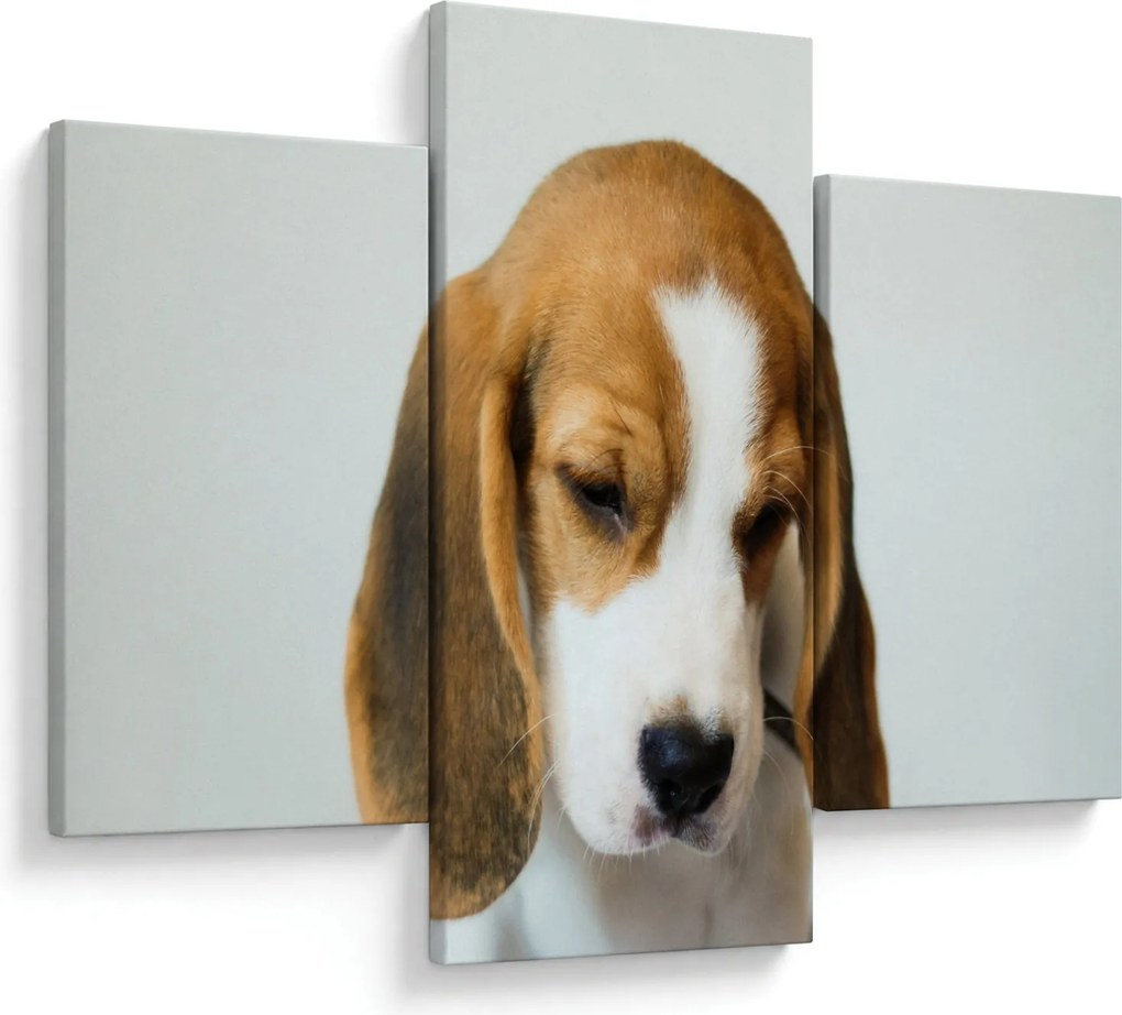 Beagle képe (90x60 cm)