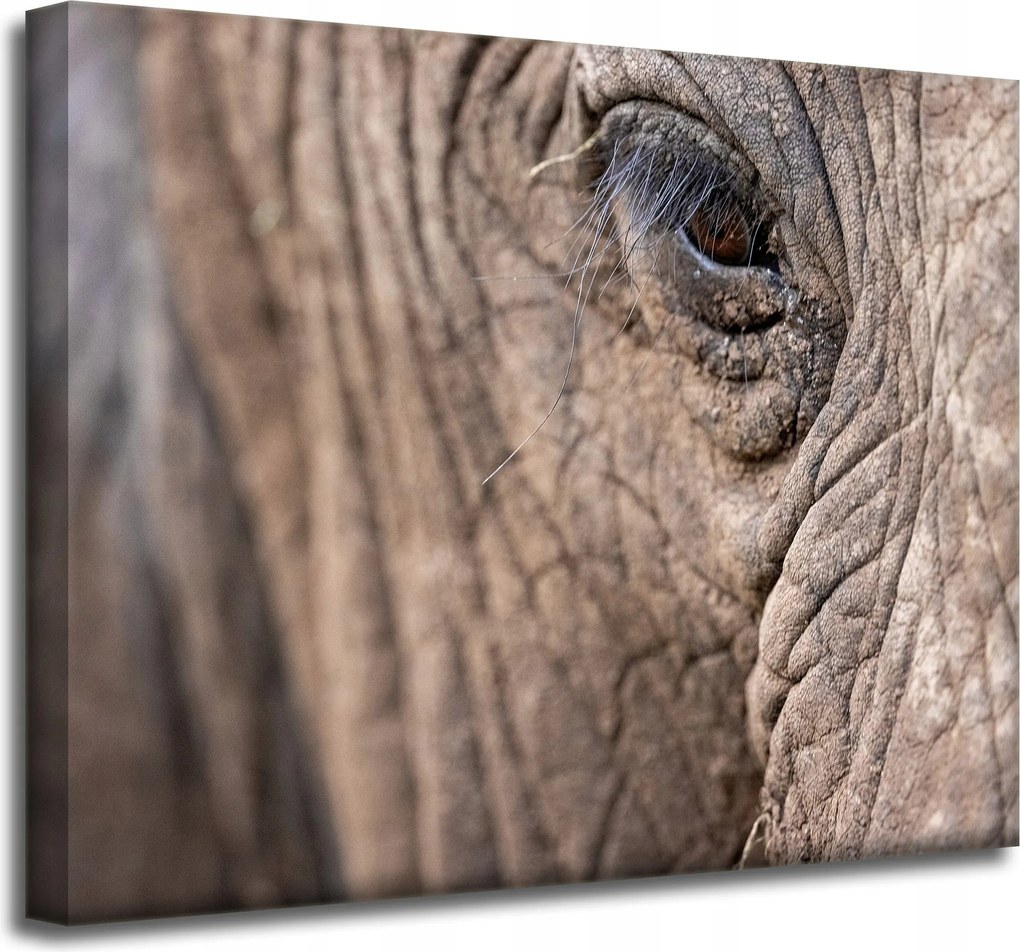 Vászonkép Állatok Elefánt szeme 50x40 cm