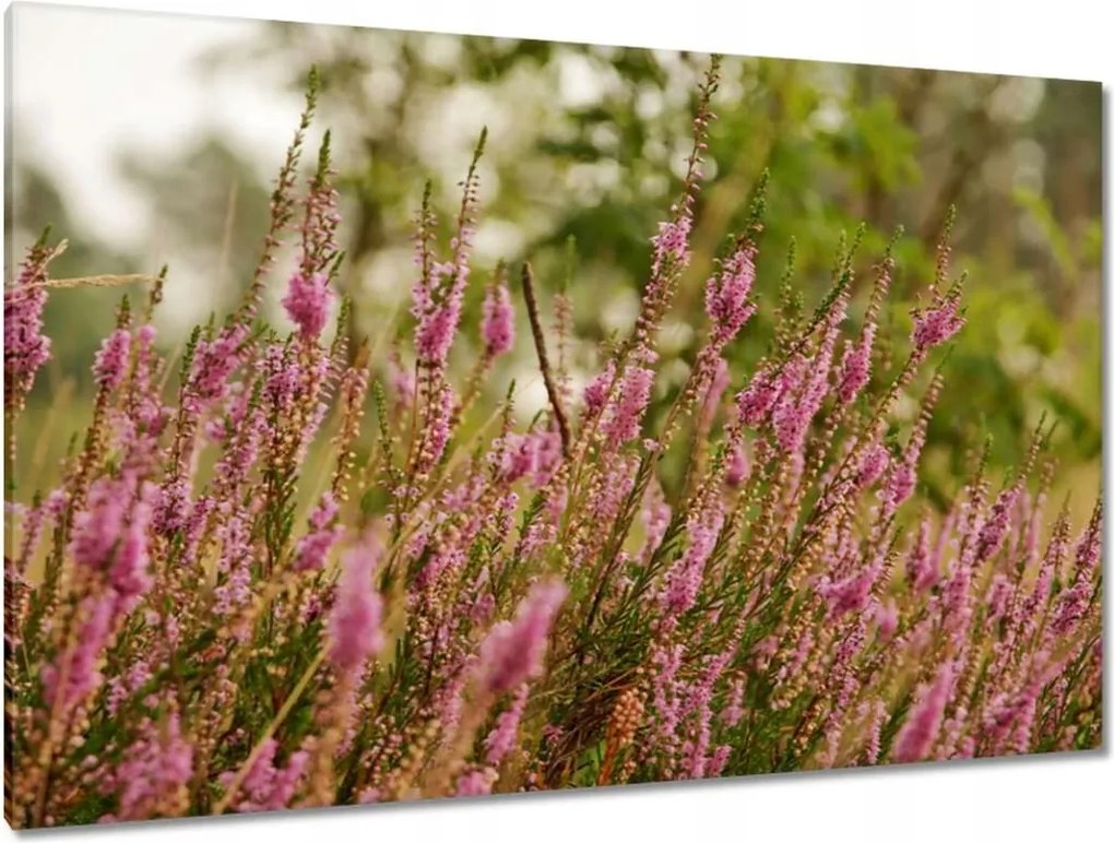 Vászonkép 120x80 Hanga virágok lila