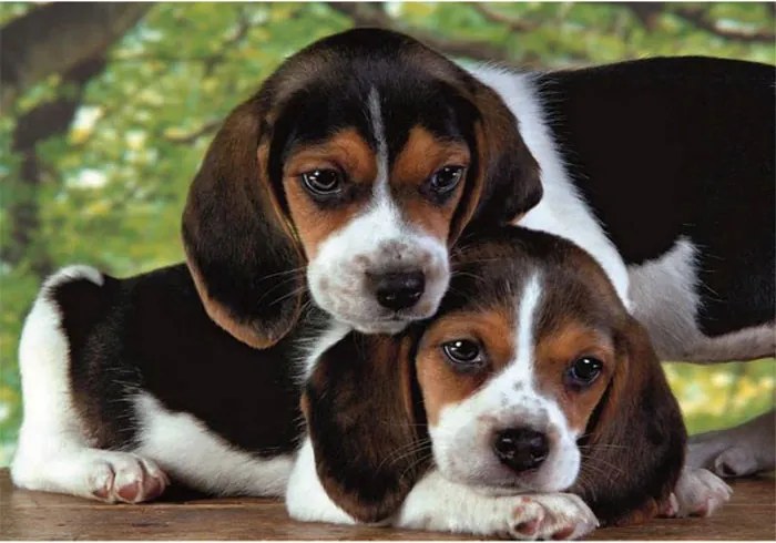 Kutyás Beagles Close Together 500 db-os puzzle Clementoni