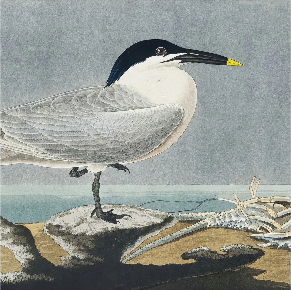 Fotótapéta Flizelina Dekoratív irodai ornitológiai elegancia 250x250