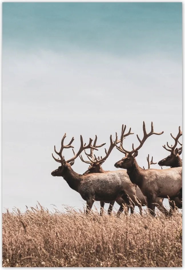 Poszterek 135x200 Szarvasok felhője