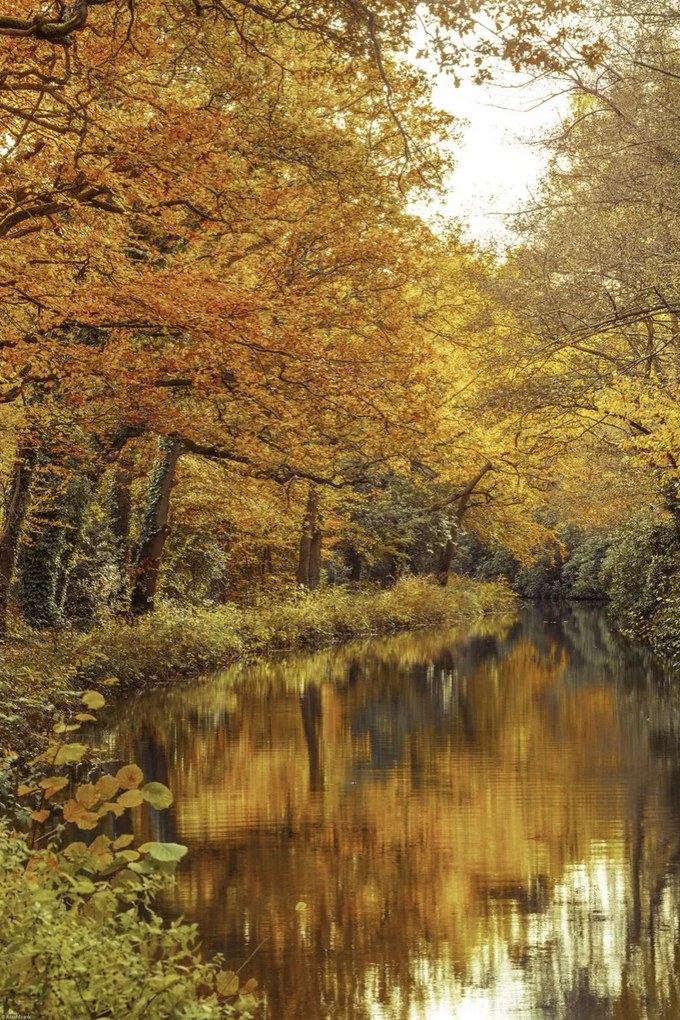 Poszter 40x60cm Csatorna az erdőn át 2, Assaf Frank