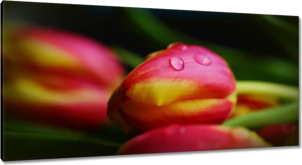 Képek 115x55 Tulipánok makró fotó