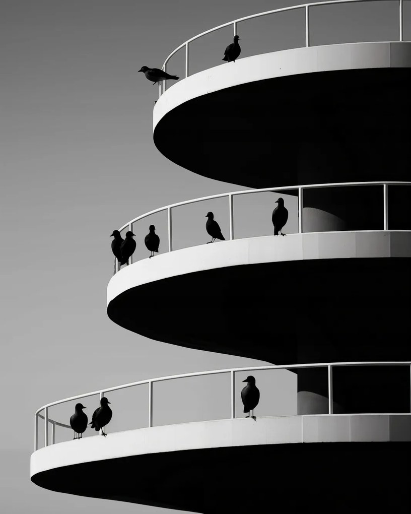 Poszter 40x50cm Holló árnyalatok