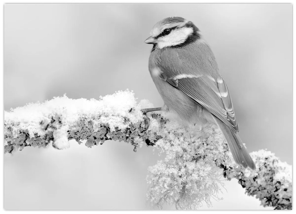 Kép - Egy madár egy ágon (70x50 cm)