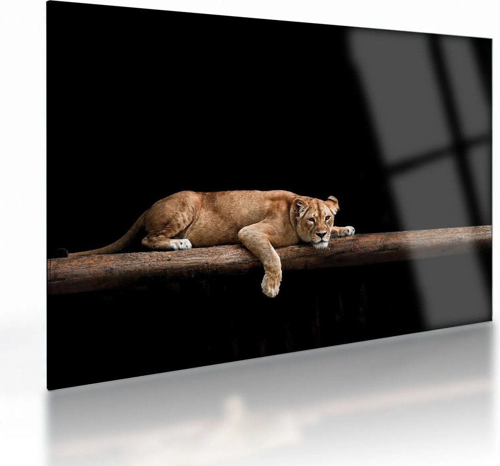 Üveg kép - Lioness (70x50 cm)