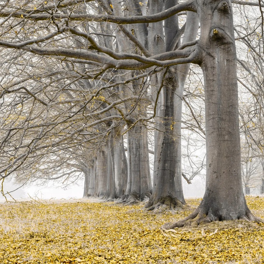 Poszter 100x100cm Fák egy sorban sárga levelek, Assaf Frank