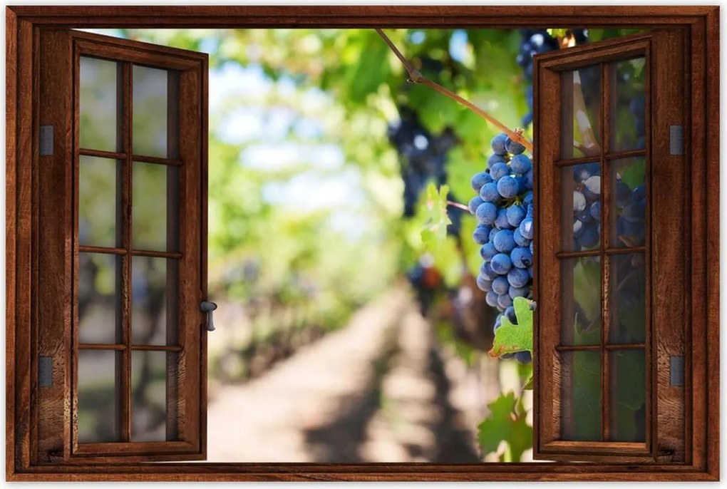 Poszterek 90x60 Szőlőbirtok napsütésben