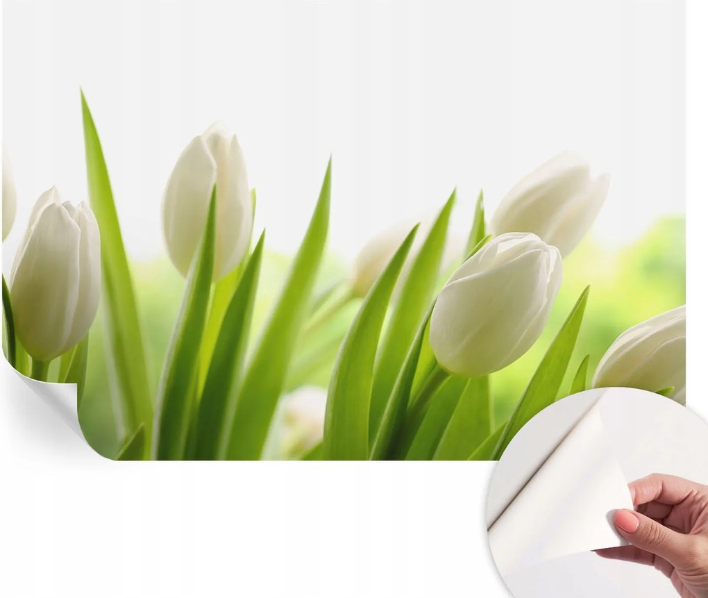 Öntapadós fotótapéta Nappaliba és Hálószobába Fehér tulipánok 104x70