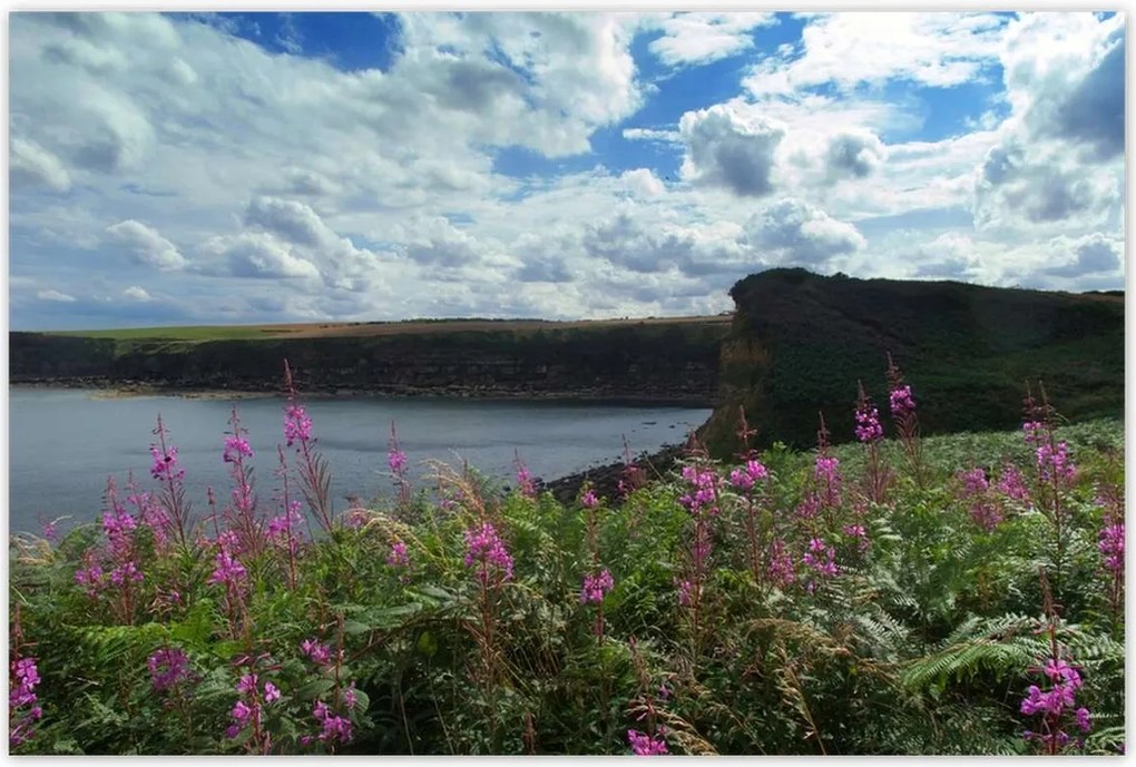 Poszterek 120x80 Lila virágok