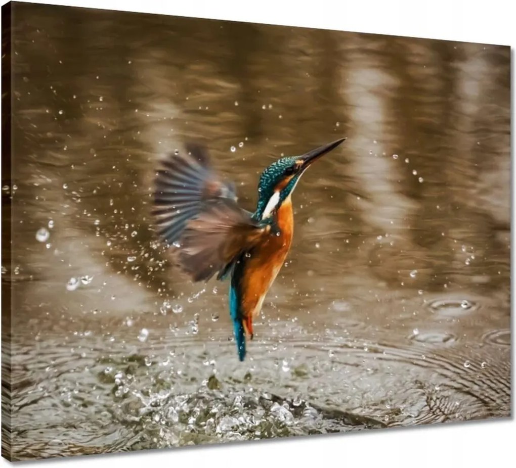 Vászonkép 50x40 Vízivó madár Madár