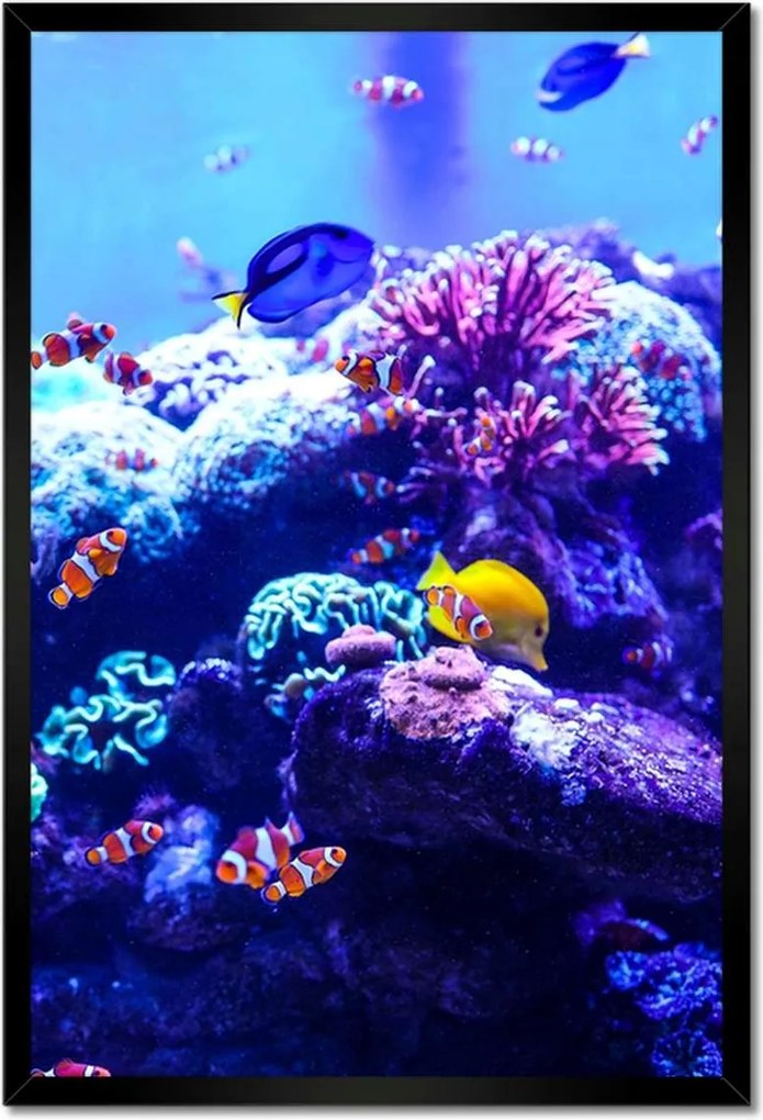 Poszterek keretben 40x60 Nemo halak vízi élete