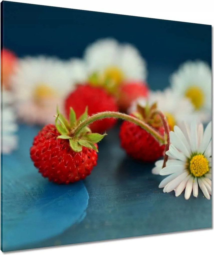 Vászonkép 90x90 Vízszintesek és margaréták