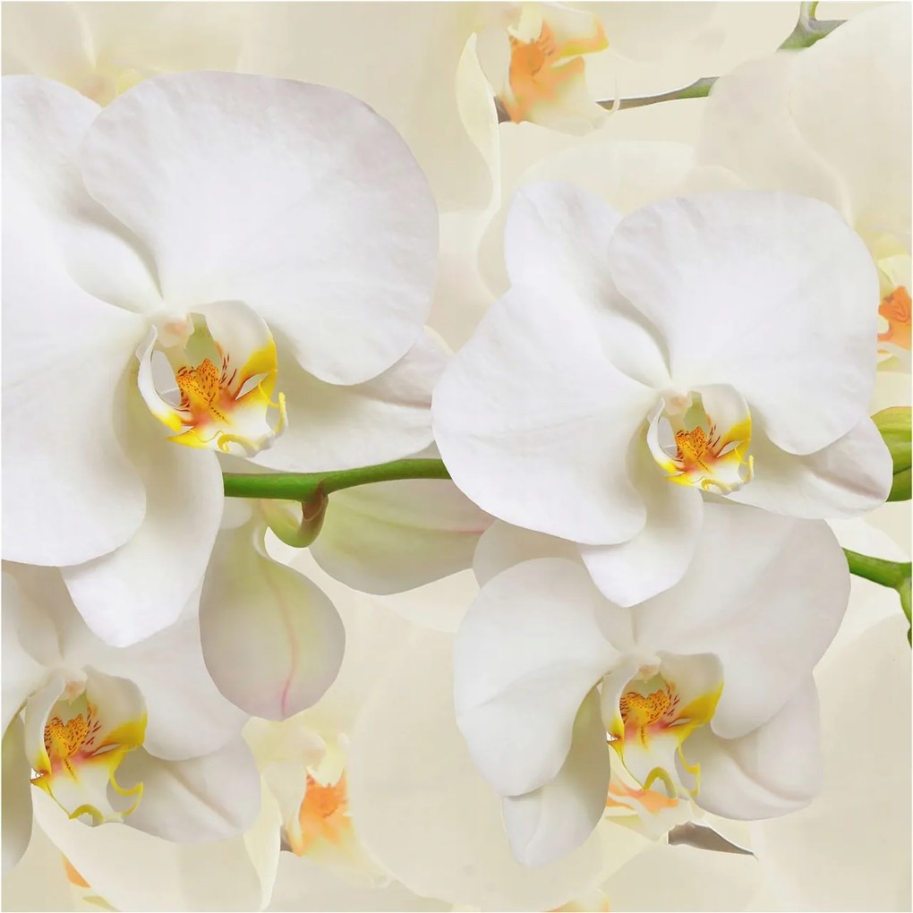 Flizelin fotótapéta Flizelin Design Virágos gazdagság 250x250