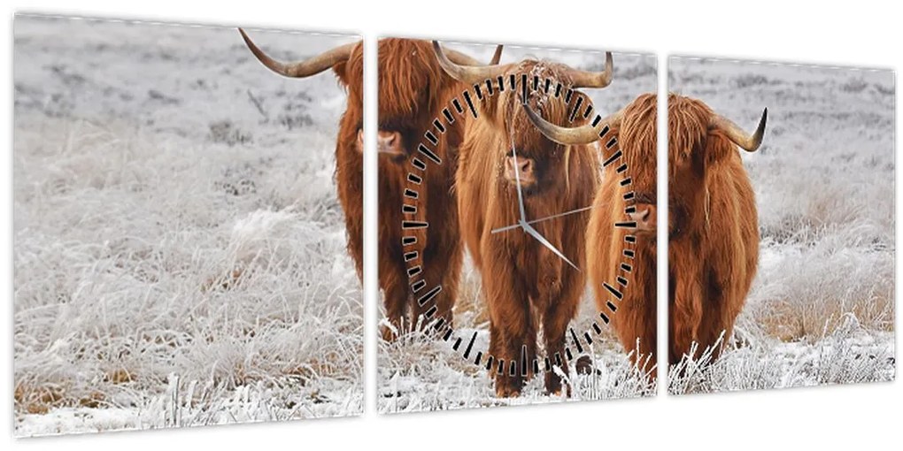 Kép - Skót tehenek (órával) (90x30 cm)
