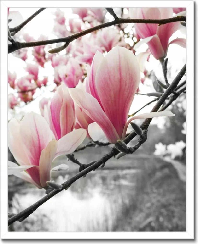 Poszterek keretben 40x50 Magnólia Virágok