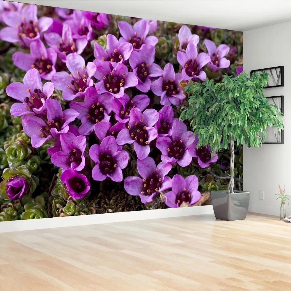 Fotótapéta lila kőtörőfű 104x70 cm