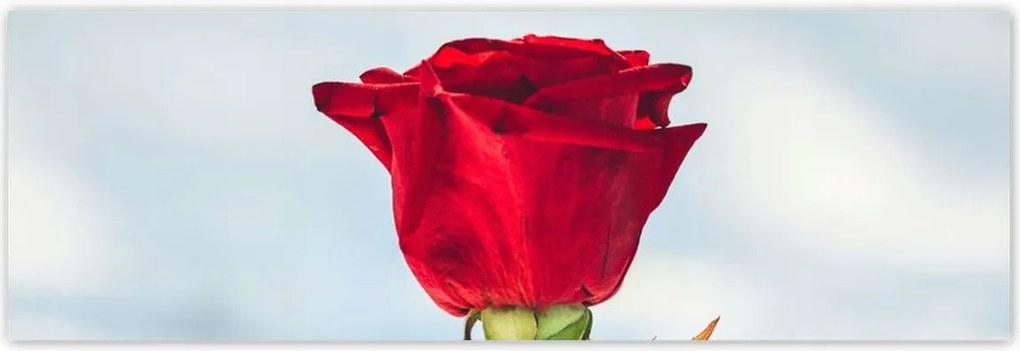 Poszterek 200x66 Rózsa Virág Virágok Rózsa