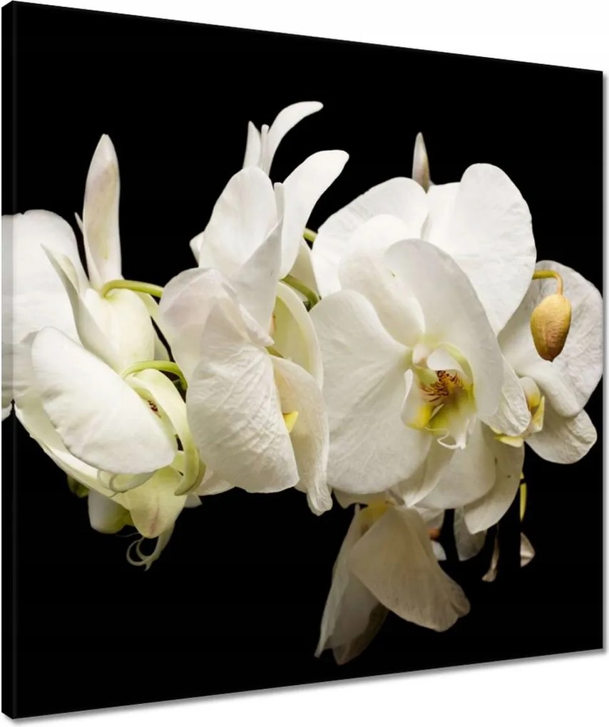 Vászonkép 50x50 Fehér orchidea virágok