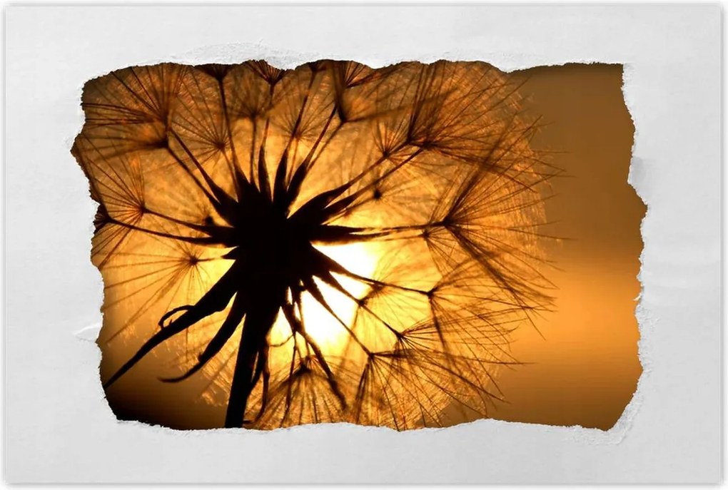 Poszterek 60x40 Pitypang Virág Virágok