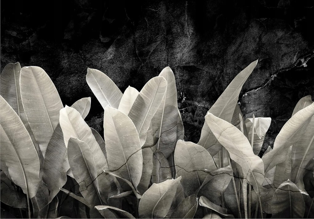 Fotótapéta Fekete banánlevél Trópusi monokróm 400x280 +ragasztó