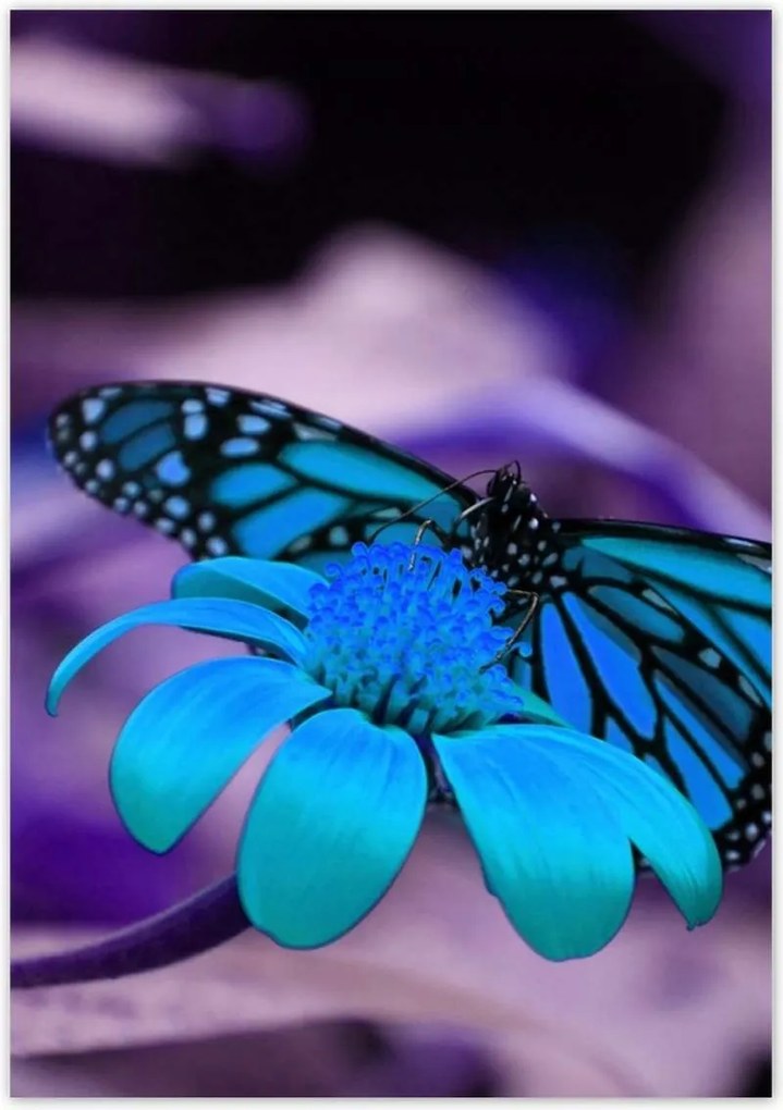 Poszterek 70x100 Kék pillangó