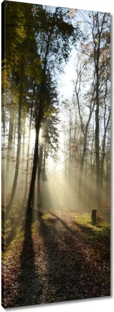 Vászonkép 40x100 Napfelkelte az erdőben