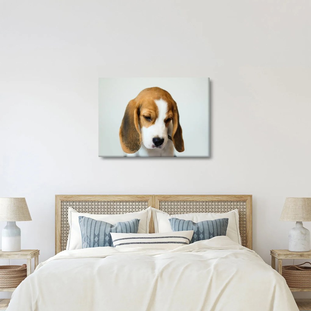 Beagle képe (70x50 cm)