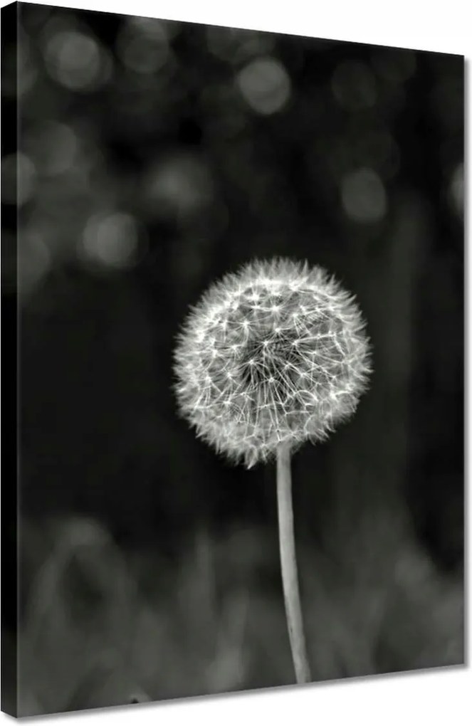 Vászonkép 30x40 Pitypang Virág Makro