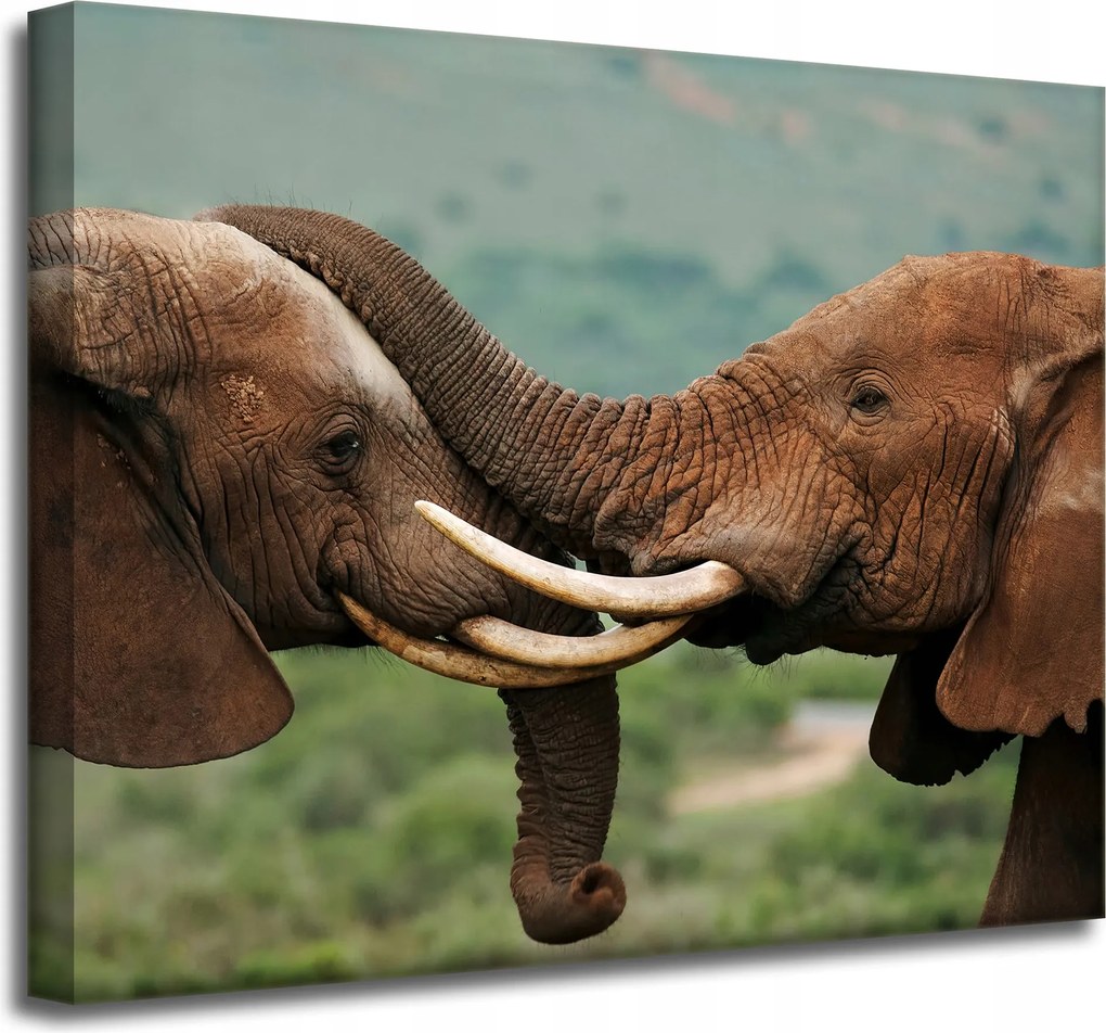 Vászonkép Elefántpár Közel egymáshoz Természet Szépség Természet 50x40 cm