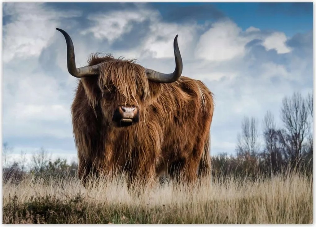 Poszterek 70x50 Skót tehén