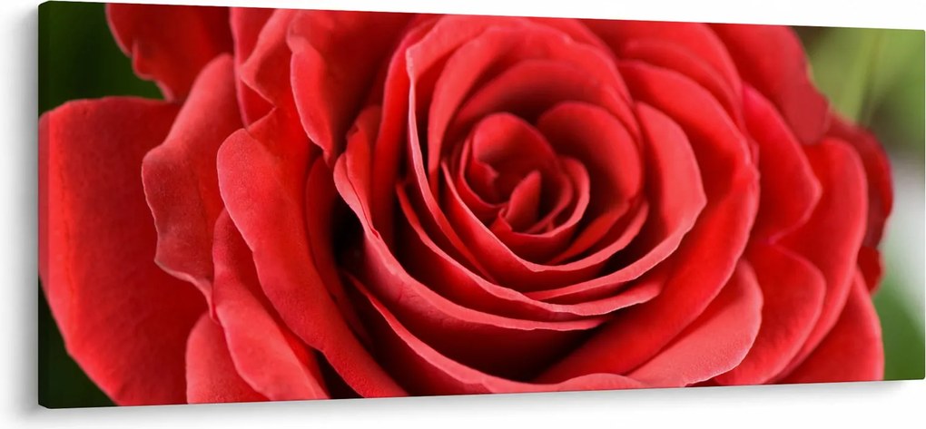 Egy rózsa virág képe (120x50 cm)