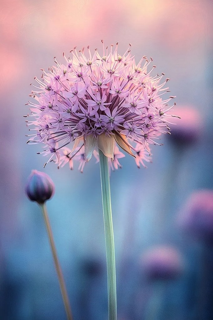 Canvas Vászonkép Rózsaszín Virág Fokhagyma Dekoratív Makró Pasztell 80x120