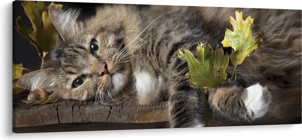 Kép - Hazudós macska (120x50 cm)