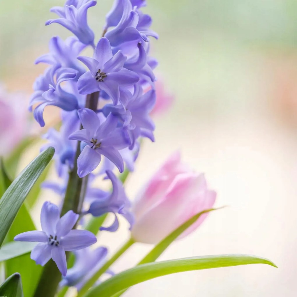 Poszter 80x80cm Jácint és tulipánok közelkép, Assaf Frank