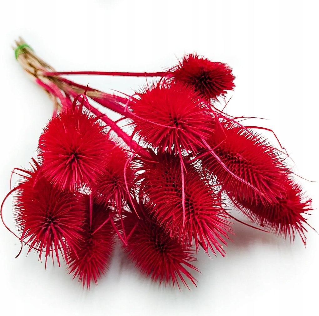 Bogáncs Dipsacus szárított piros csokor