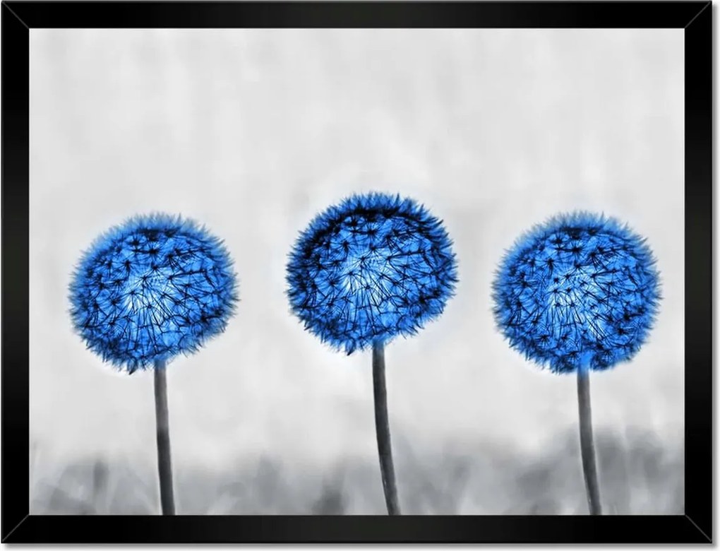 Poszterek keretben 40x30 Kék pitypangok