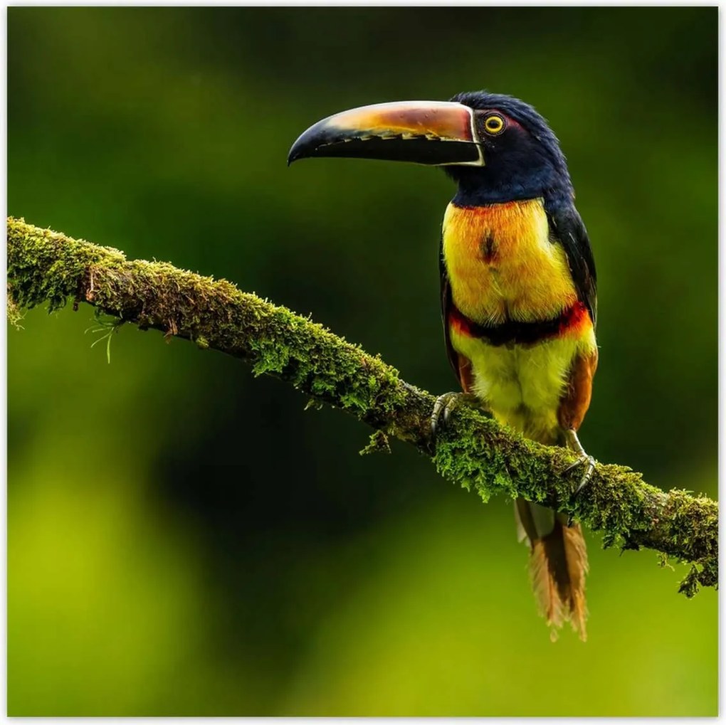 Poszterek 100x100 Madarak