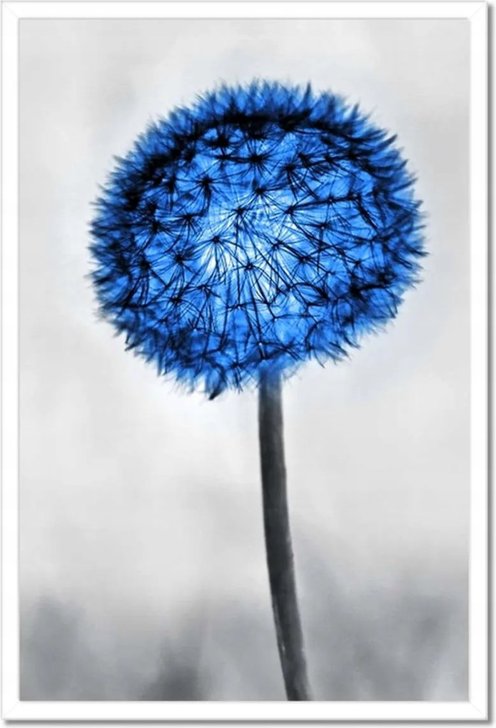 Poszterek keretben 40x60 Kék pitypangok